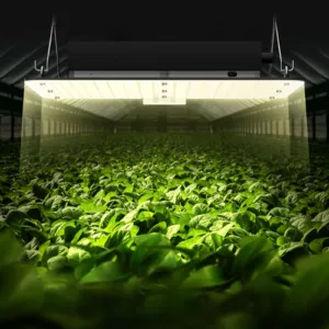 LED kasvulamp, 150 W, 91,4 x 91,4 cm — pilt 8