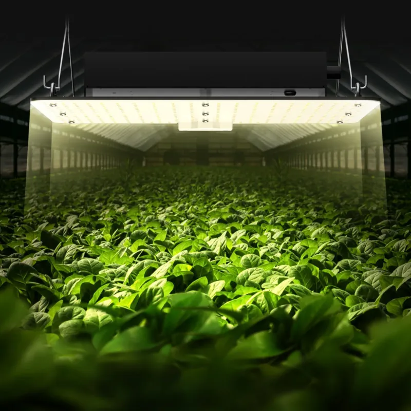 LED kasvulamp, 150 W, 91,4 x 91,4 cm