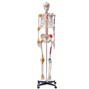 Inimese skeleti mudel anatoomiaks, 1820 mm — pilt 1