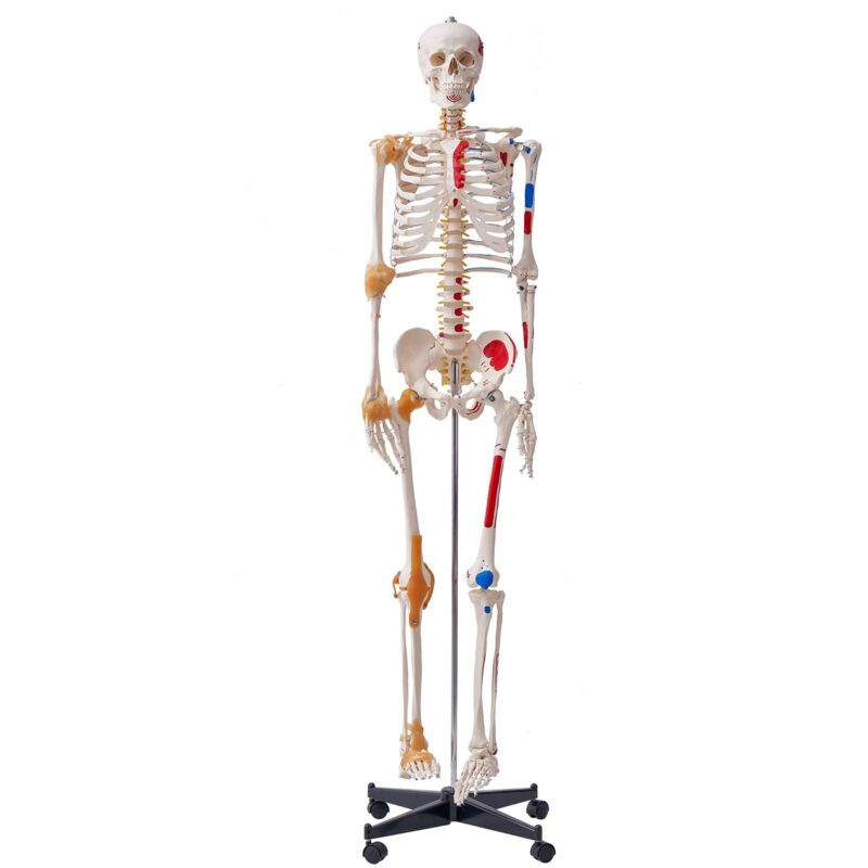 Inimese skeleti mudel anatoomiaks, 1820 mm