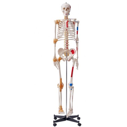 Inimese skeleti mudel anatoomiaks, 1820 mm, 9,5 kg