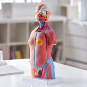 Inimkeha mudel, 45,7 cm — pilt 8